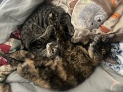 2 Loving Cats to Good Home