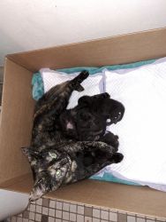 Tortoiseshell and Black kittens