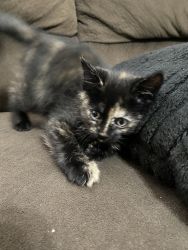 Black 8 week female kitten