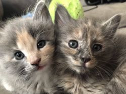 Selling Kittens (4)