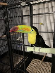 Rainbow Toucan For Sale