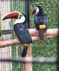 Toucan parrot for sale
