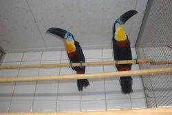 Well tamed Juvenile Toco Toucan for sale
