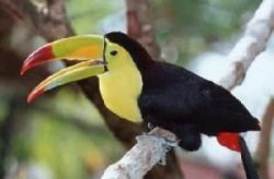 Nice Toucan Parrots Dna Rg For Sale