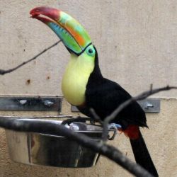 keeled billed toucan parrot for sale