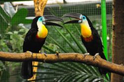 Hand Reared Tamed Raised Channel-billed Toucans