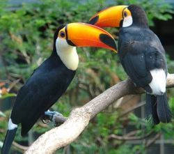 Handreared Tame And 11months Old Toucan Birds