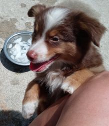 Toy Mini Aussies For Sale