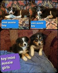 Toy/mini and mini Australian shepherd puppies