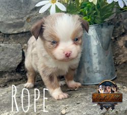 Rope- Small Toy Red Merle Male