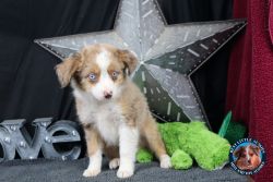 Baron- Large Toy Red Merle Male