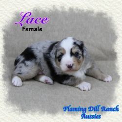 Lace ~ Toy Blue Merle Female Aussie