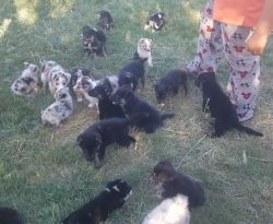 Toy/mini Australian shepherd puppies