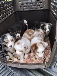 Babies due any day Toy Australian Shepherds