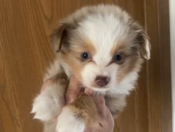 Red merle female toy