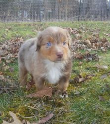 ASDR male red merle toy aussie