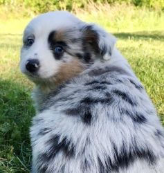 Toy Australian Shepherd Puppies for Sale