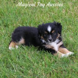 Toy Australian Shepherd Puppy - Sheldon