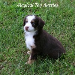 Toy Aussie Puppy - Bernadette