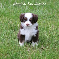 Toy Aussie Puppy - Penny