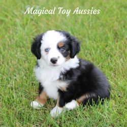 Toy Australian Shepherd Puppy - Candice