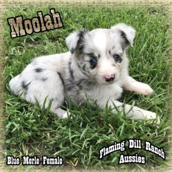 Moolah - Toy Blue Merle Female Aussie Puppy
