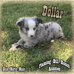 Dollar - Toy Blue Merle Male Aussie Puppy