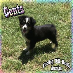 Cents - Toy Black Tri Female Aussie Puppy