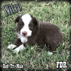 Nitro - Toy Red Tri Male Aussie Puppy