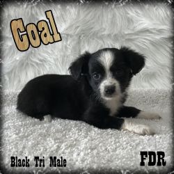 Coal - Toy Black Tri Male Aussie Puppy