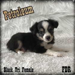 Petroleum - Toy Black Tri Female Aussie Puppy