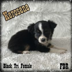 Kerosene - Toy Black Tri Female Aussie Puppy