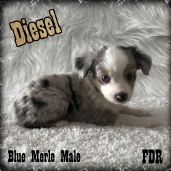 Diesel - Toy Blue Merle Male Aussie Puppy