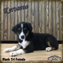 Kerosene - Toy Black Tri Female Aussie Puppy