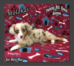 Molokai - Toy Red Merle Male Aussie - Blue Eyes