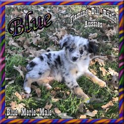 Blue - Toy / Small Mini Blue Merle Male Aussie