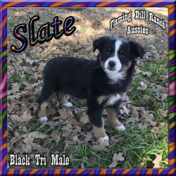 Slate - Toy / Small Mini Black Tri Male Aussie