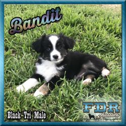 Bandit - Toy Black Tri Male Aussie Puppy - Blue Eye