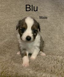 Toy Aussie ready for new home