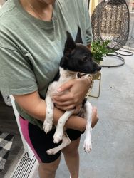 Toy Fox Terrier For Sale