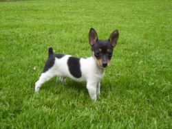 Toy Fox Terrier Puppies For Sale $500