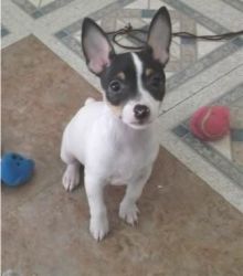 Toy Fox Terrier puppies for sale in home