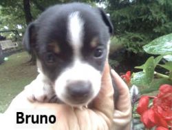 Bruno xxx-xxx-xxxx