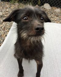 Available for Adoption: Small Terrier Mix