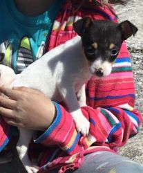 Toy Fox Terrier Puppies for Sale.