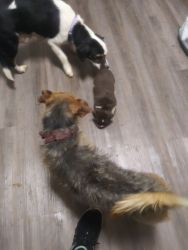 Mixed terriers