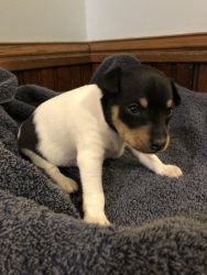 Toy Fox Terrier Puppies - Males
