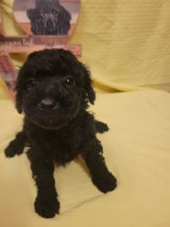 Ckc.toy poodle my name is abner