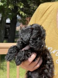 Male Toy Poodle for Sale