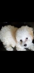 9 week old well trained toy poodle for sale